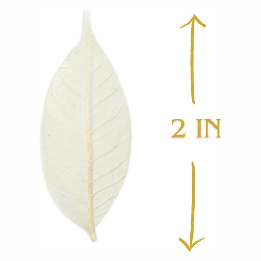 100 pcs Natural Rubber Tree Skeleton Leaves – DIY Crafts, Scrapbooking, Wedding Decor (2–5 inches)