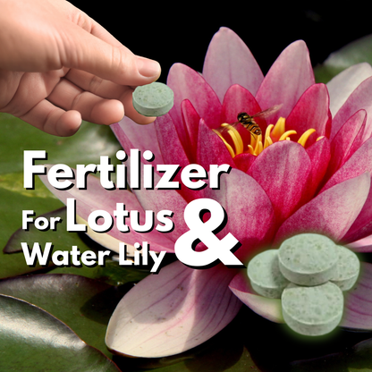 Set 2 Formular Thai Lotus & Water Lily Fertilizer Pellets for Pond Plants, Boost Flower Bloom Root Growth – Safe for Fish and Aquatic Life