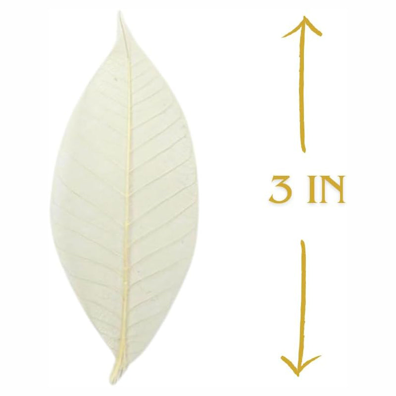 100 pcs Natural Rubber Tree Skeleton Leaves – DIY Crafts, Scrapbooking, Wedding Decor (2–5 inches)