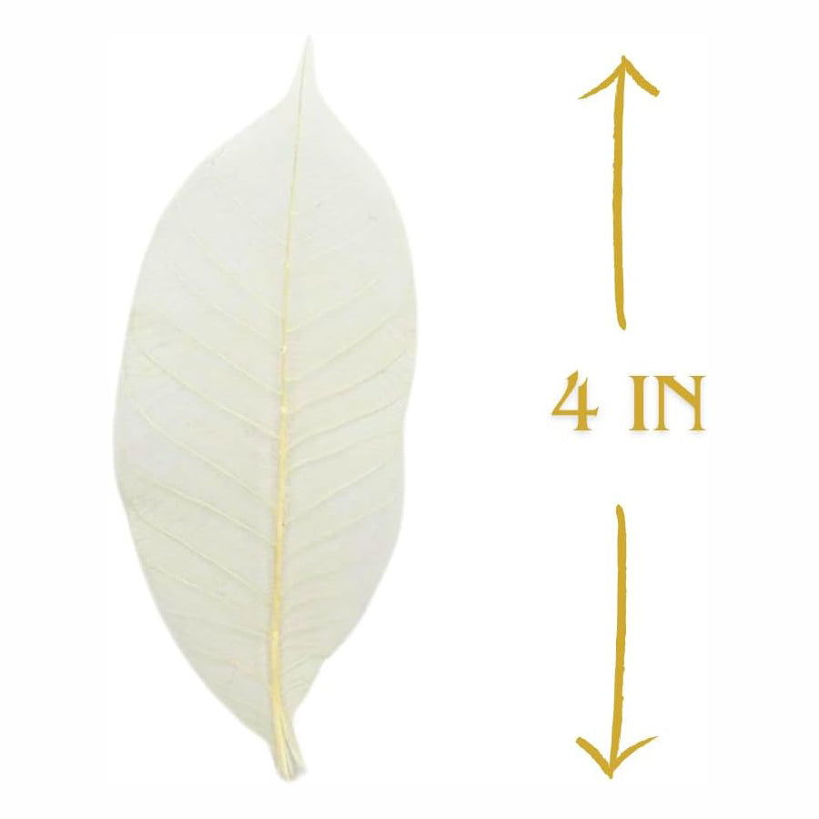 100 pcs Natural Rubber Tree Skeleton Leaves – DIY Crafts, Scrapbooking, Wedding Decor (2–5 inches)