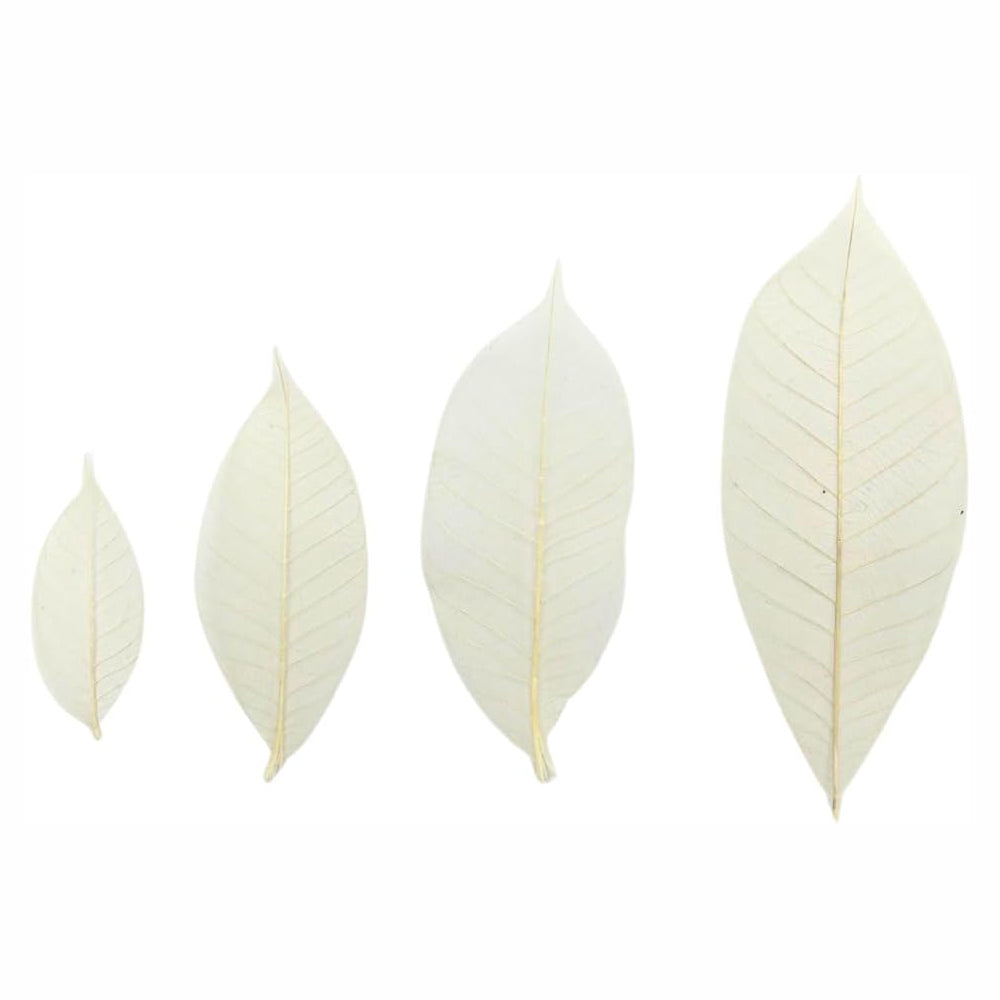 100 pcs Natural Rubber Tree Skeleton Leaves – DIY Crafts, Scrapbooking, Wedding Decor (2–5 inches)