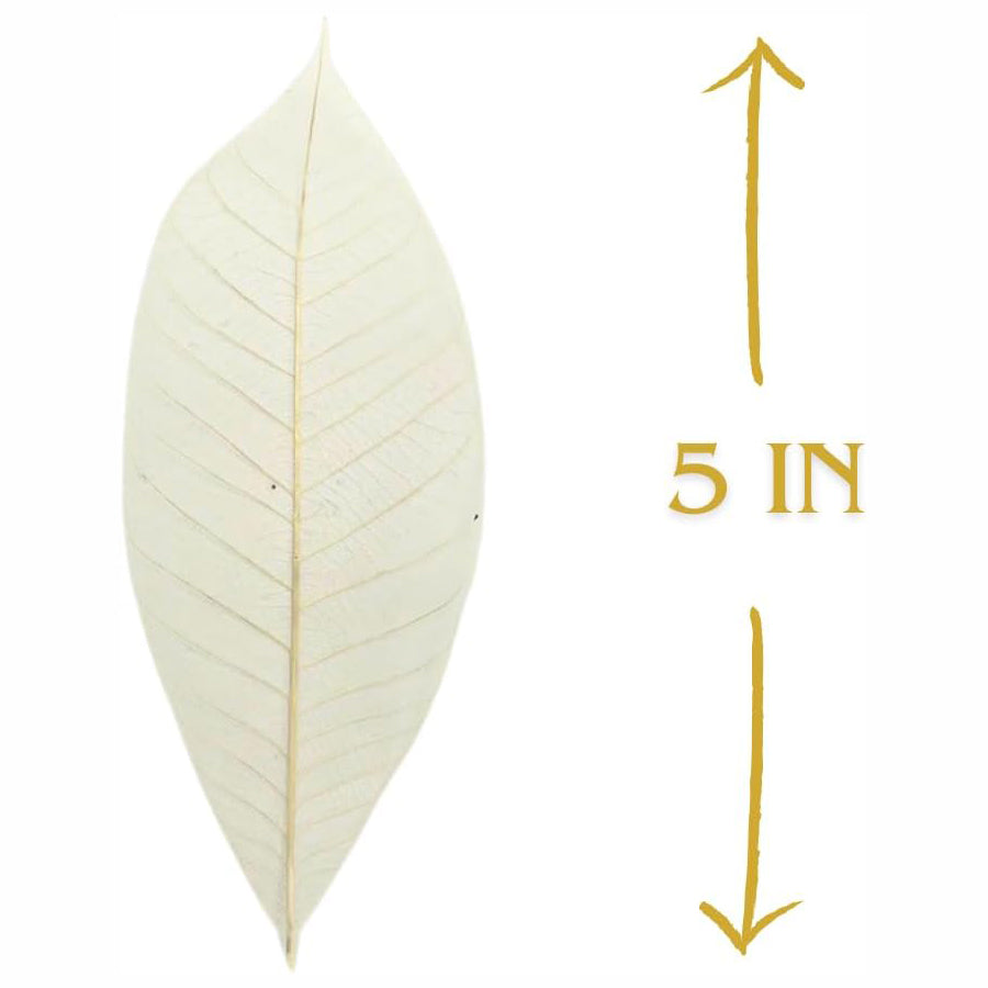 100 pcs Natural Rubber Tree Skeleton Leaves – DIY Crafts, Scrapbooking, Wedding Decor (2–5 inches)