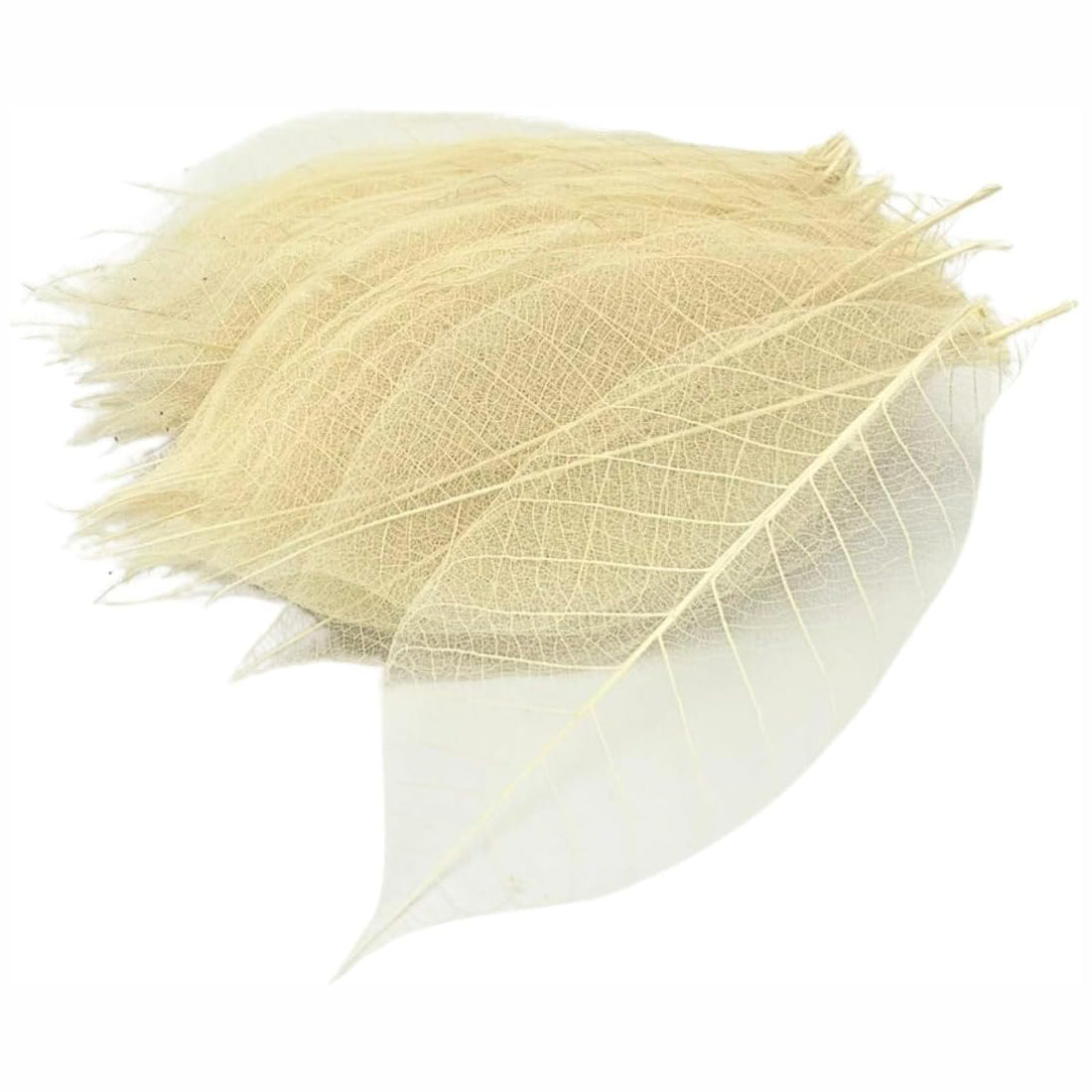 100 pcs Natural Rubber Tree Skeleton Leaves – DIY Crafts, Scrapbooking, Wedding Decor (2–5 inches)