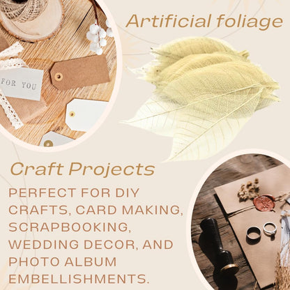 100 pcs Natural Rubber Tree Skeleton Leaves – DIY Crafts, Scrapbooking, Wedding Decor (2–5 inches)